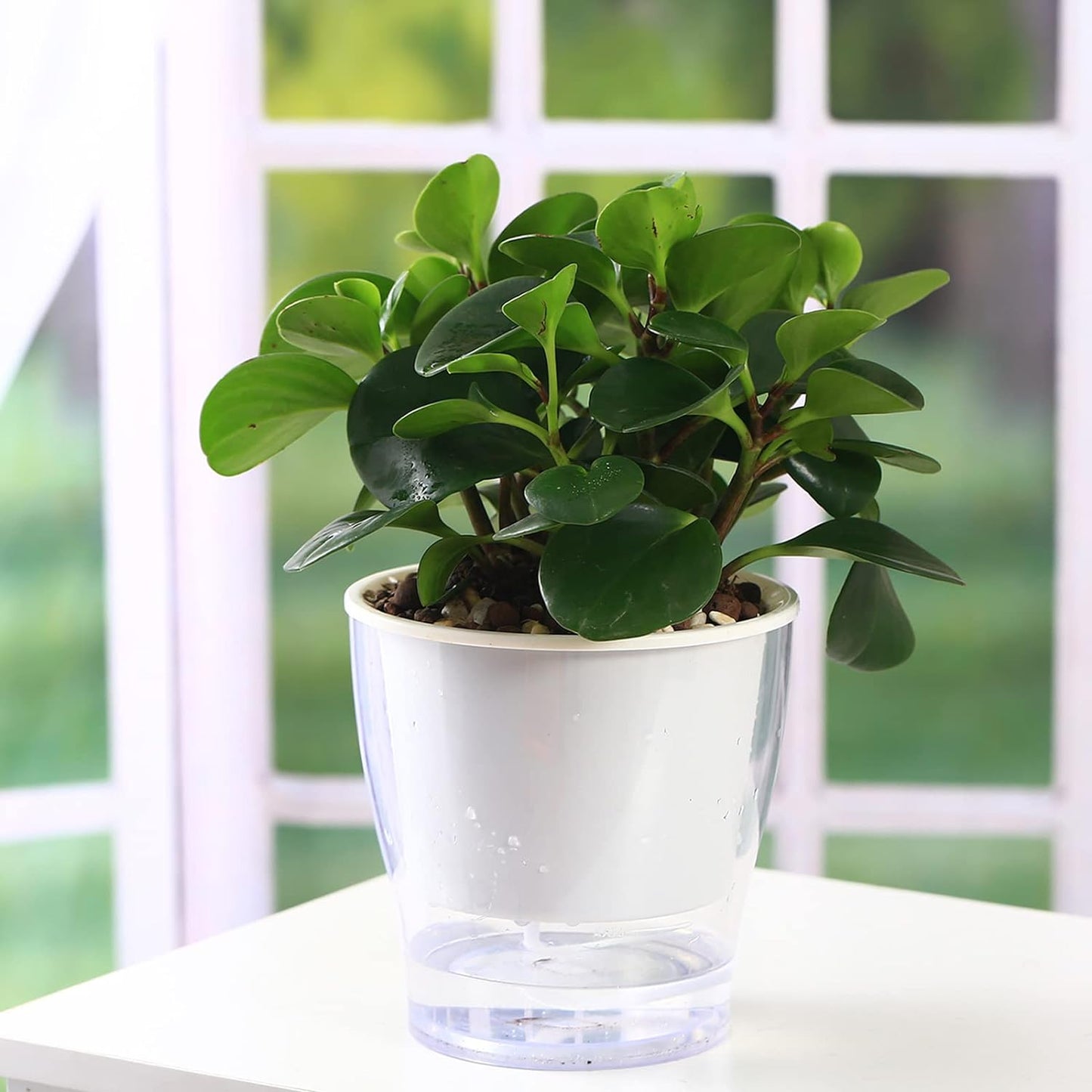 Set of 3 Large 7-Inch Clear Self-Watering Planters for Indoor Plants - Ideal for African Violets, Herbs, Orchids, and Spider Plants - Durable Plastic Design in Clear and White