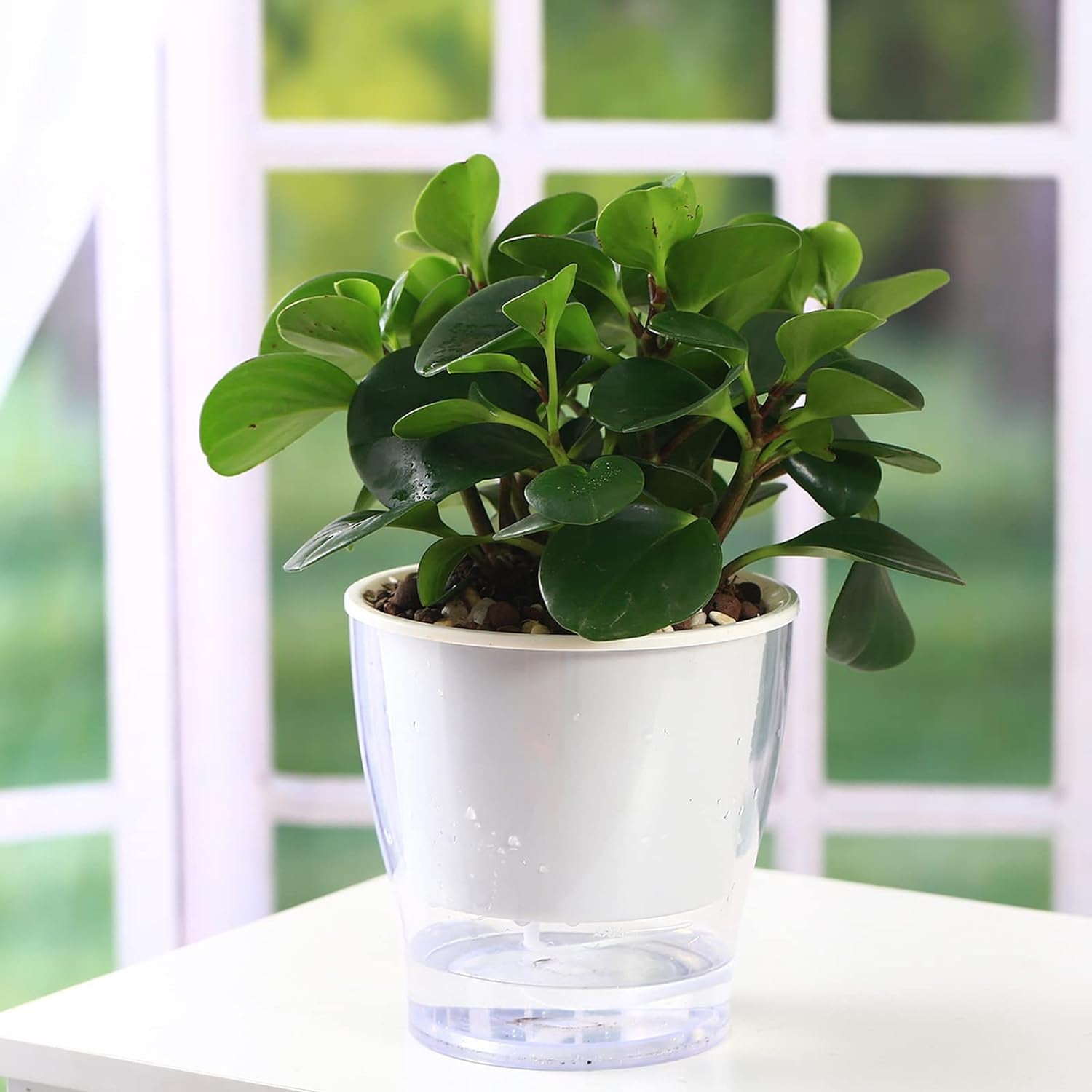Set of 3 Large 7-Inch Clear Self-Watering Planters for Indoor Plants - Ideal for African Violets, Herbs, Orchids, and Spider Plants - Durable Plastic Design in Clear and White